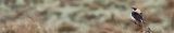 20180415_Oostelijke Blonde Tapuit_Texel_Header